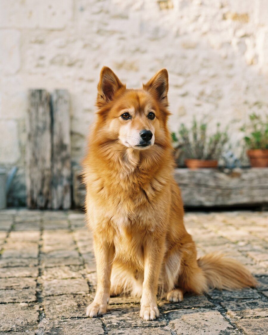 Olympe, femelle spitz moyen orange retraitée, portrait en pied