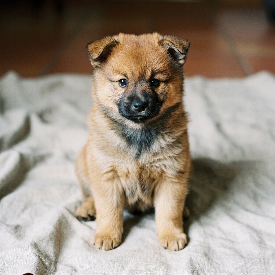 Bosco, chiot mâle spitz moyen de la portée B