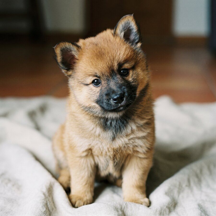 Brio, chiot mâle spitz moyen de la portée B