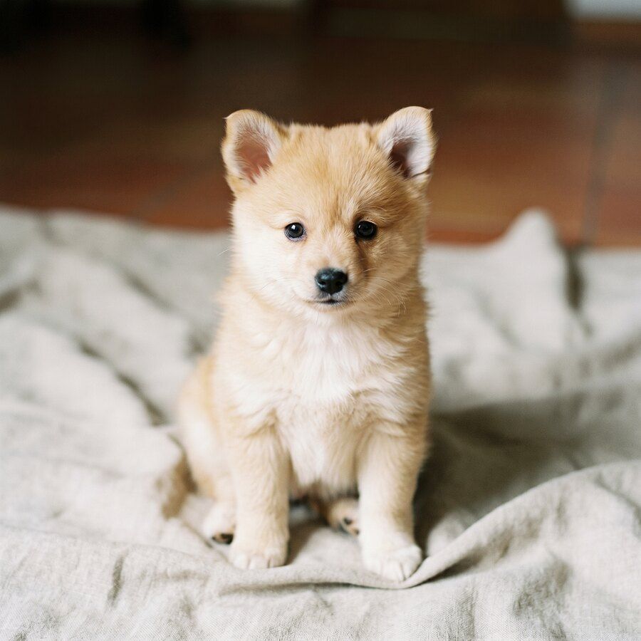 Brume, chiot femelle spitz moyen de la portée B