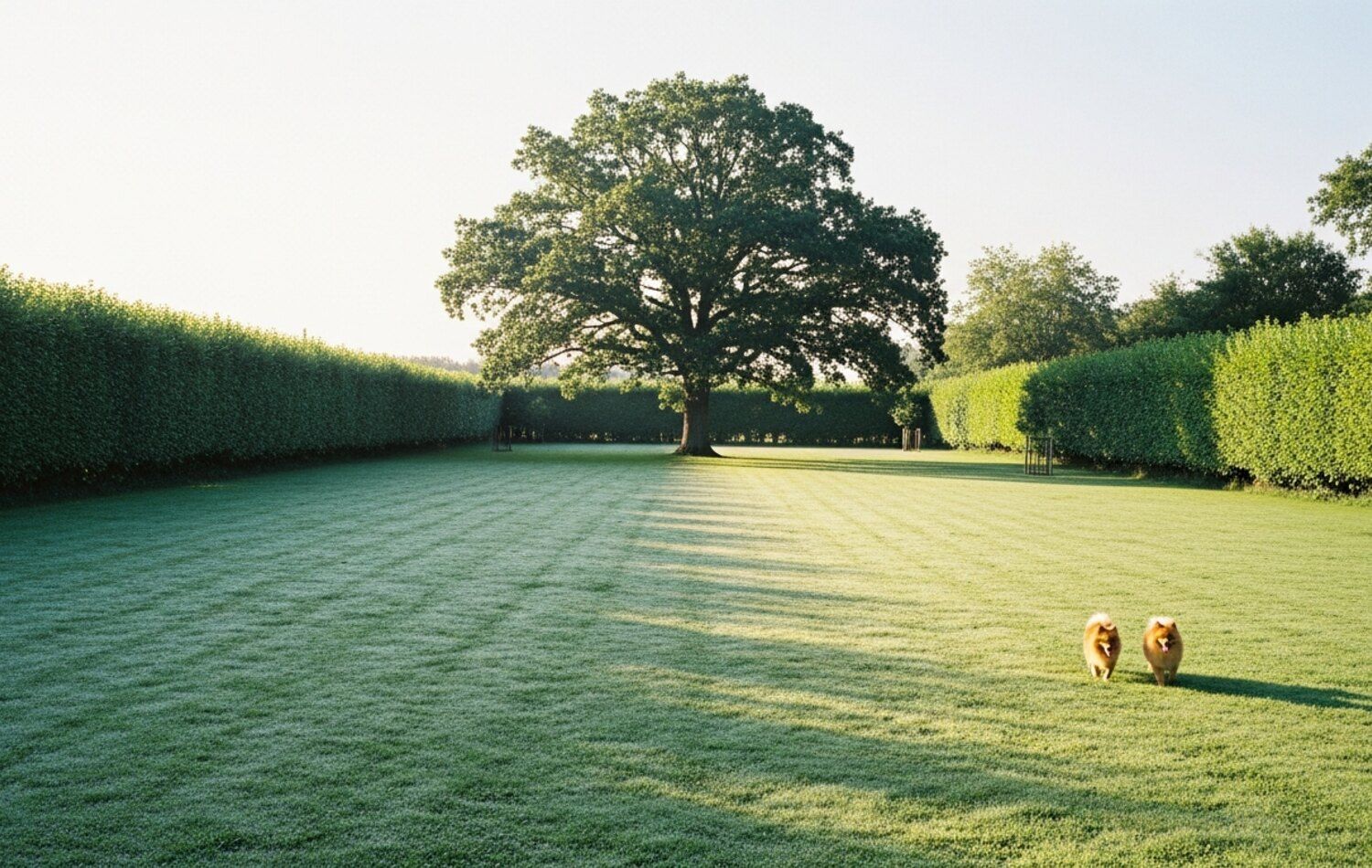 Le parc herbé d’un hectare, clos de haies de charmes